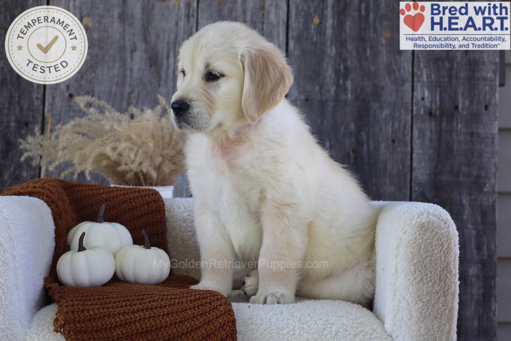 Strawberry Image of Strawberry, a Golden Retriever puppy