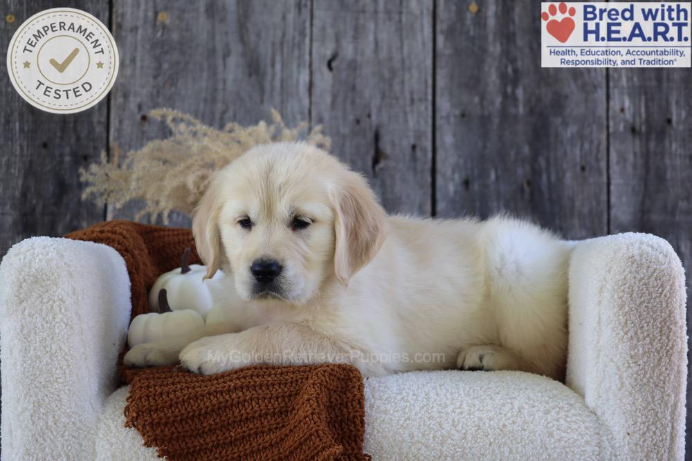 Strawberry Image of Strawberry, a Golden Retriever puppy