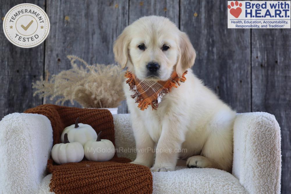 Strawberry Image of Strawberry, a Golden Retriever puppy