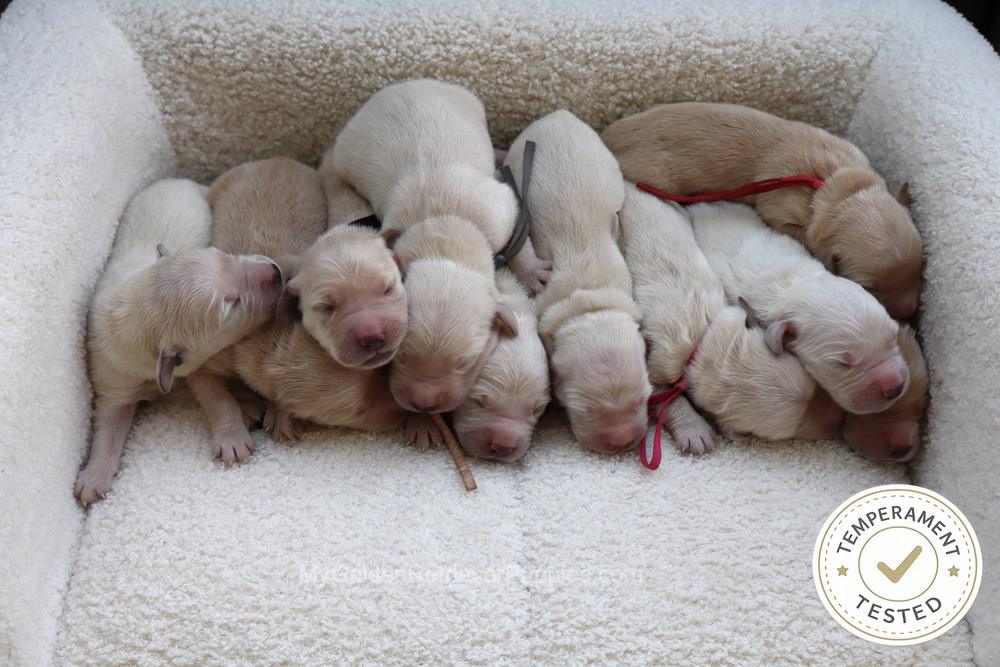 Temperament Tested 🍂 Sept 1 Image of Temperament Tested 🍂 Sept 1, a Golden Retriever puppy