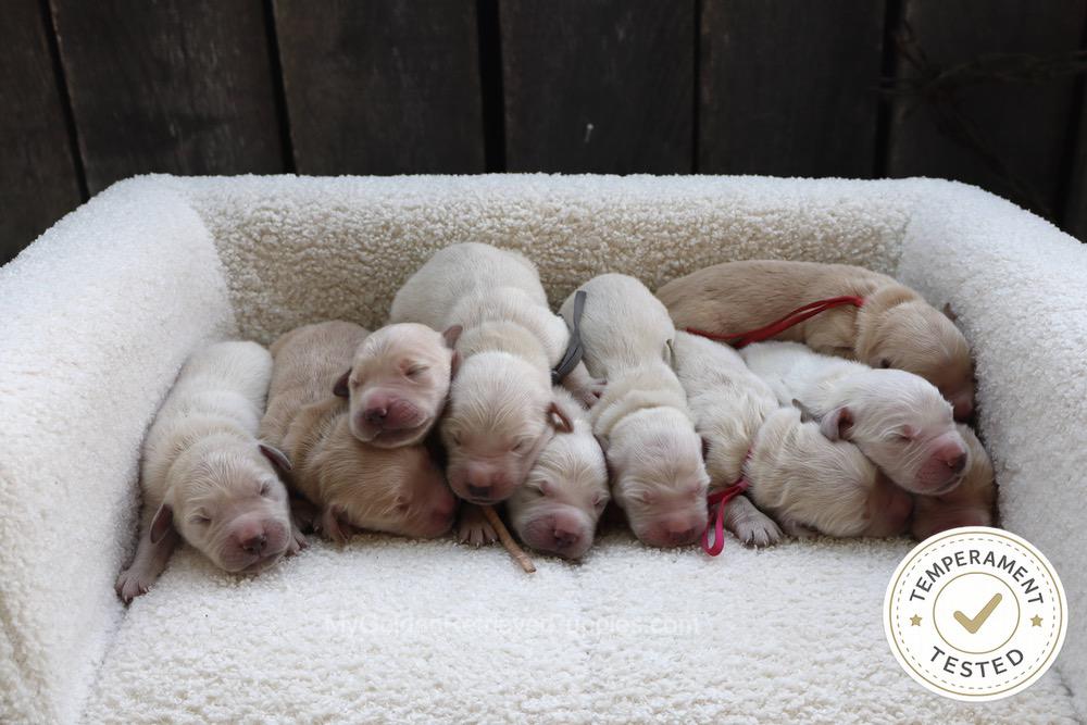 Temperament Tested 🍂 Sept 1 Image of Temperament Tested 🍂 Sept 1, a Golden Retriever puppy