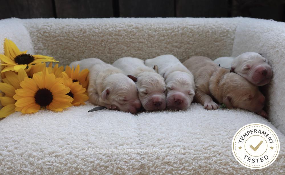 Temperament Tested 🍂 Sept 1 Image of Temperament Tested 🍂 Sept 1, a Golden Retriever puppy