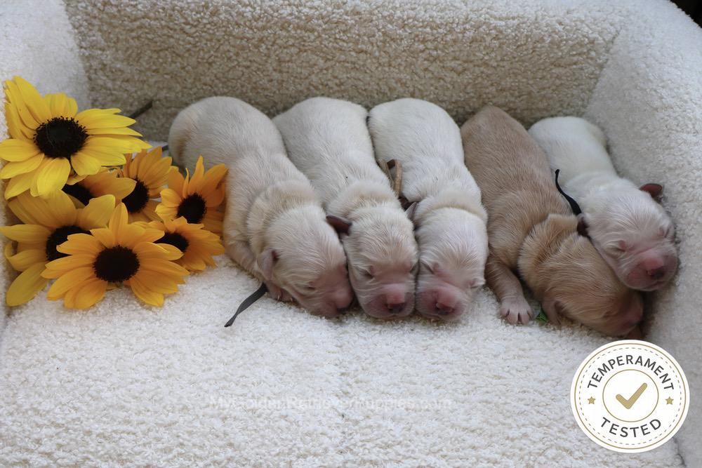 Temperament Tested 🍂 Sept 1 Image of Temperament Tested 🍂 Sept 1, a Golden Retriever puppy