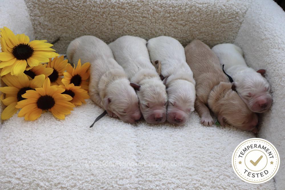Temperament Tested 🍂 Sept 1 Image of Temperament Tested 🍂 Sept 1, a Golden Retriever puppy