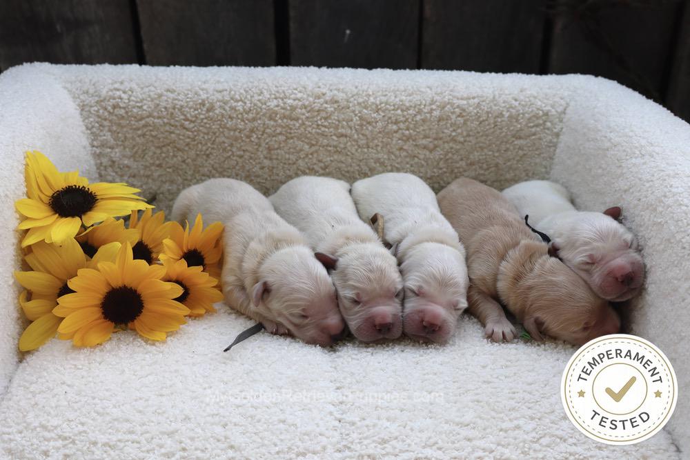 Temperament Tested 🍂 Sept 1 Image of Temperament Tested 🍂 Sept 1, a Golden Retriever puppy
