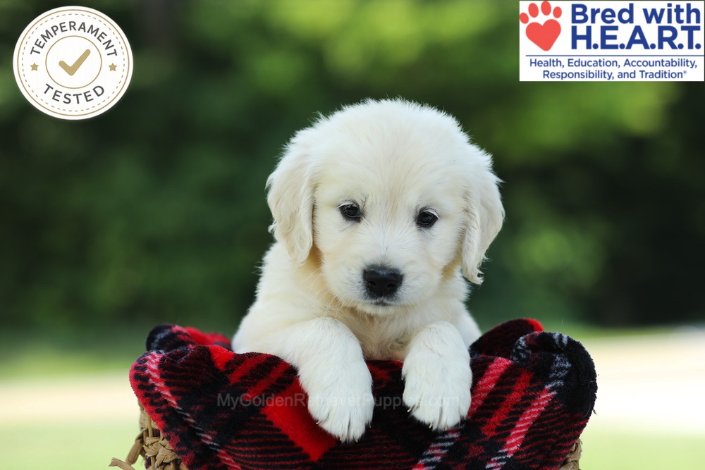 Chowder Image of Chowder, a Golden Retriever puppy