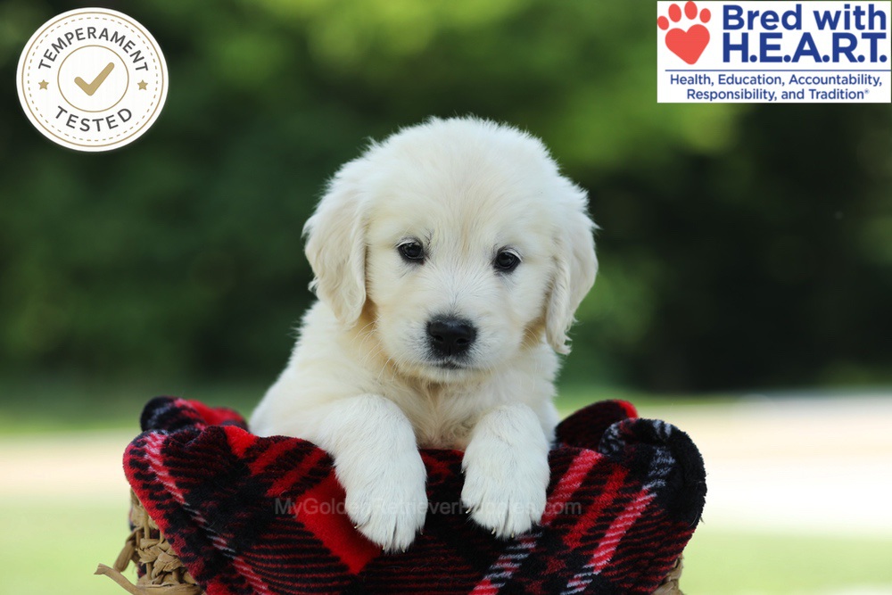 Chowder Image of Chowder, a Golden Retriever puppy