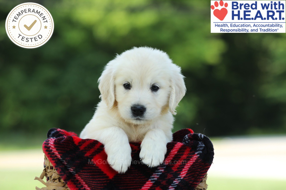 Chowder Image of Chowder, a Golden Retriever puppy