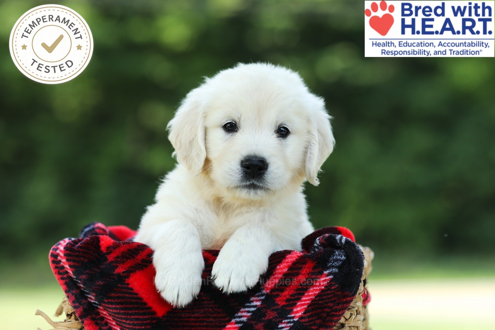 Chowder Image of Chowder, a Golden Retriever puppy