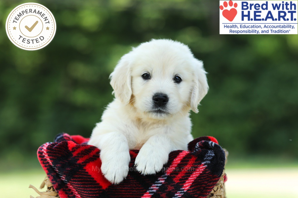 Chowder Image of Chowder, a Golden Retriever puppy