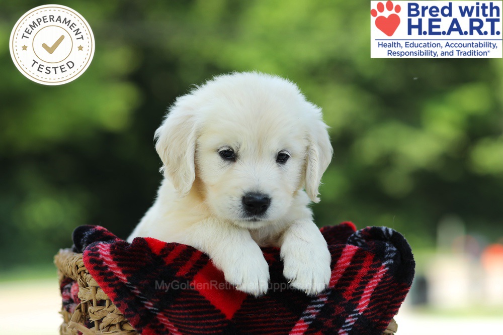 Chowder Image of Chowder, a Golden Retriever puppy