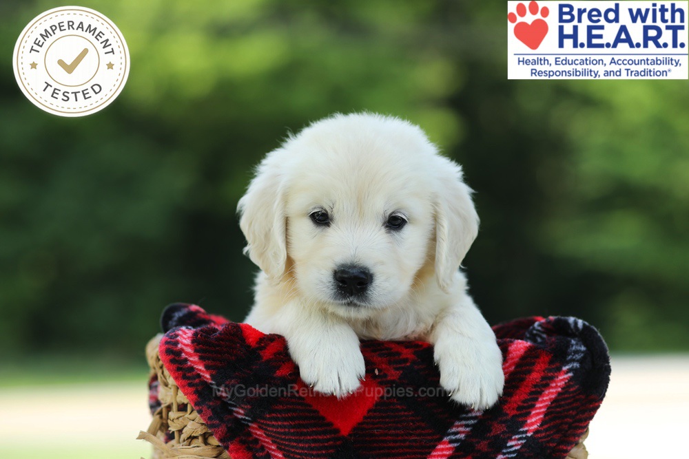 Chowder Image of Chowder, a Golden Retriever puppy