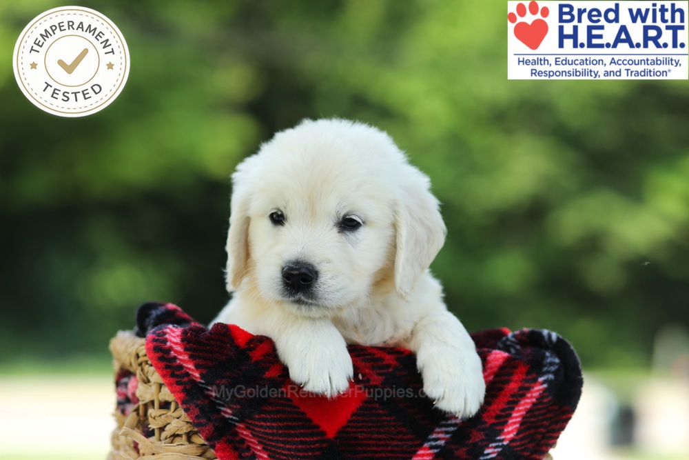 Chowder Image of Chowder, a Golden Retriever puppy