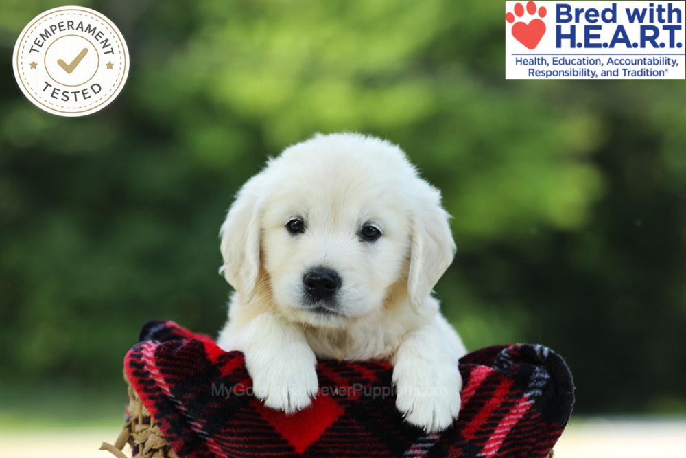 Chowder Image of Chowder, a Golden Retriever puppy