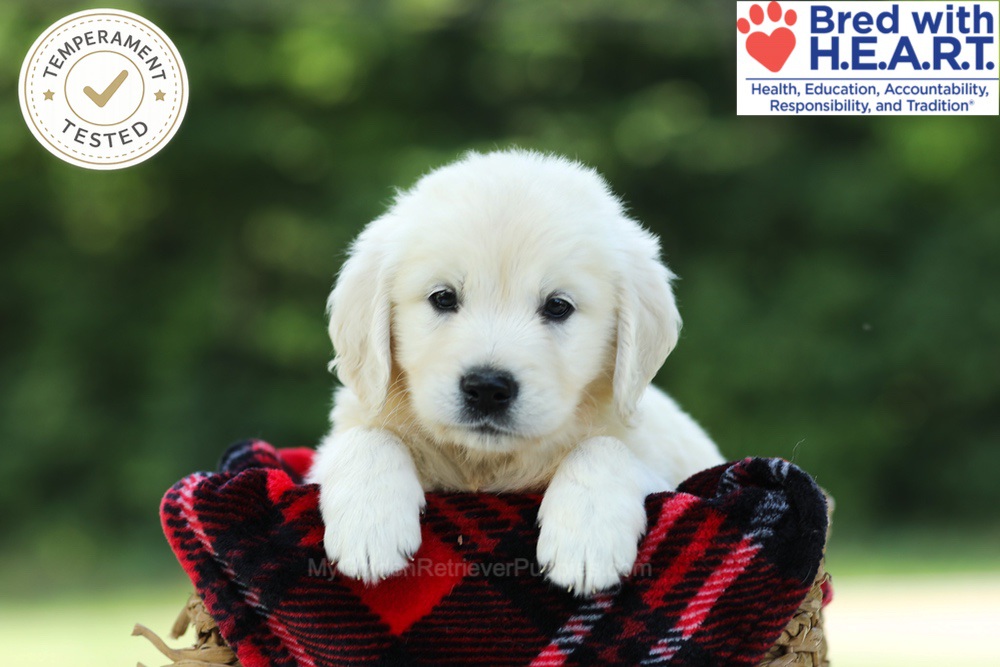 Chowder Image of Chowder, a Golden Retriever puppy