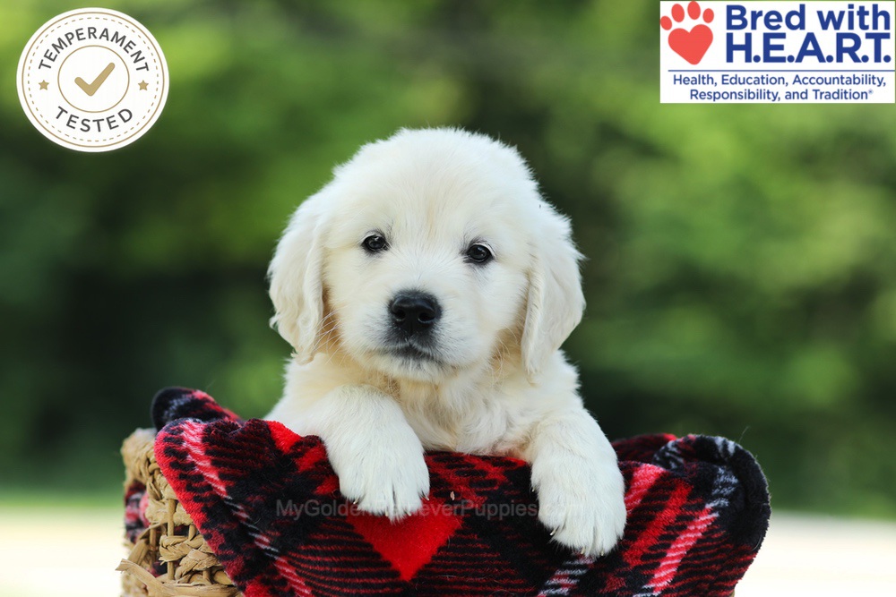 Chowder Image of Chowder, a Golden Retriever puppy