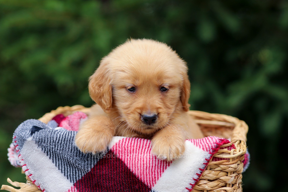 Gabby Image of Gabby, a Golden Retriever puppy