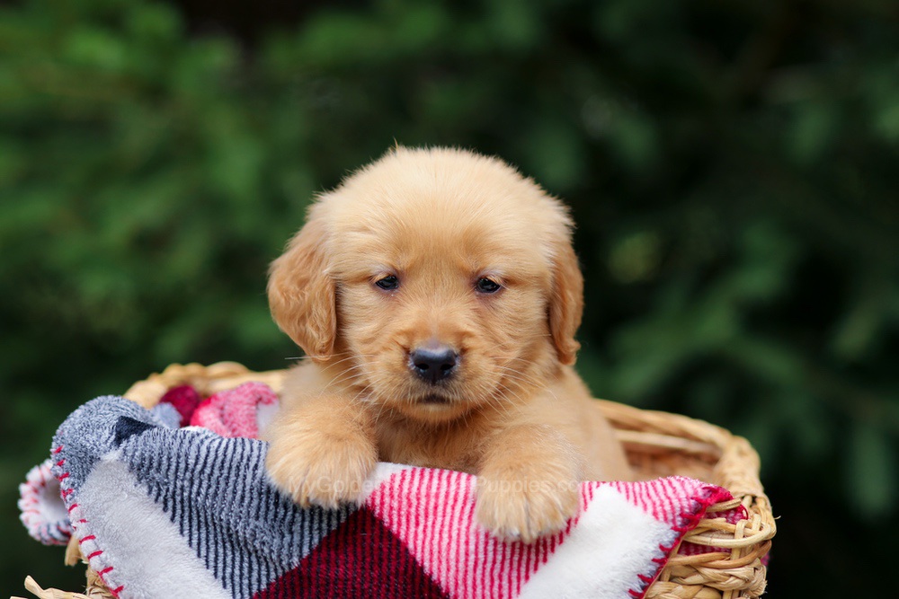 Gabby Image of Gabby, a Golden Retriever puppy