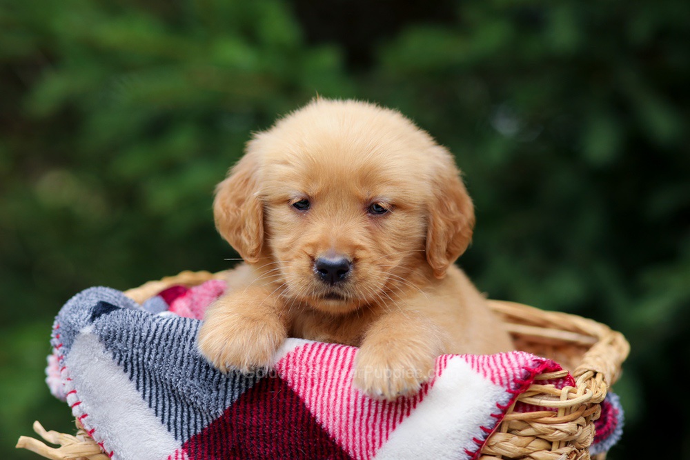 Gabby Image of Gabby, a Golden Retriever puppy