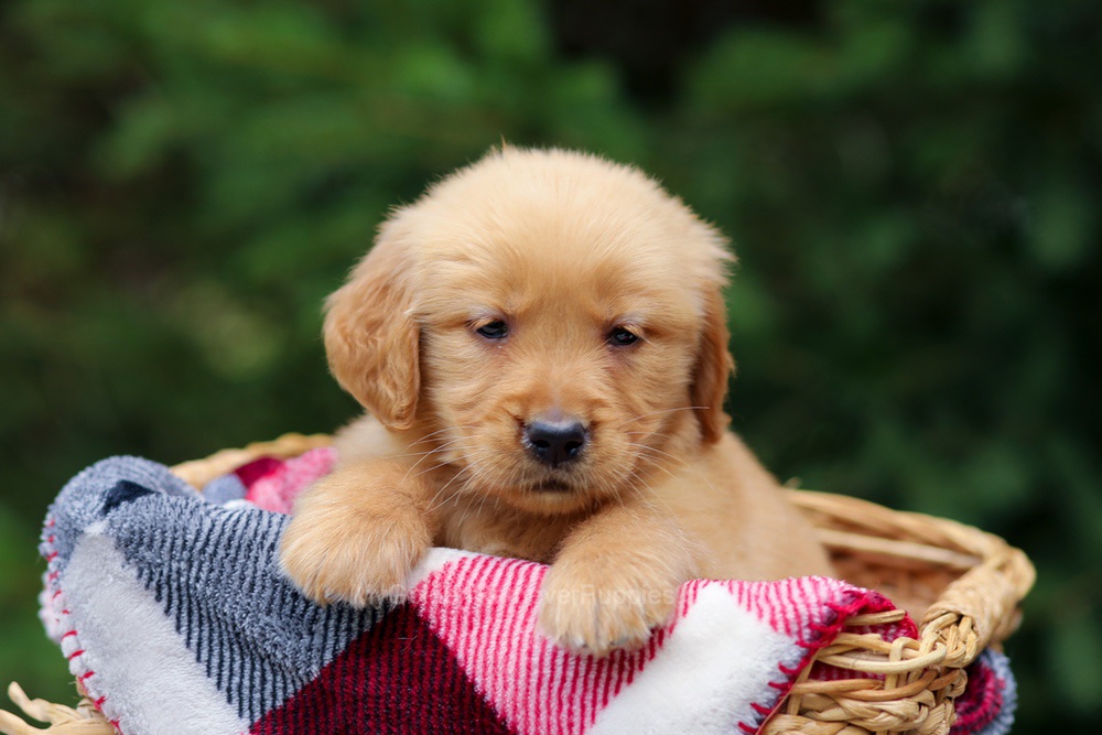 Gabby Image of Gabby, a Golden Retriever puppy