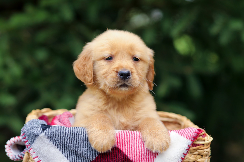 Gabby Image of Gabby, a Golden Retriever puppy