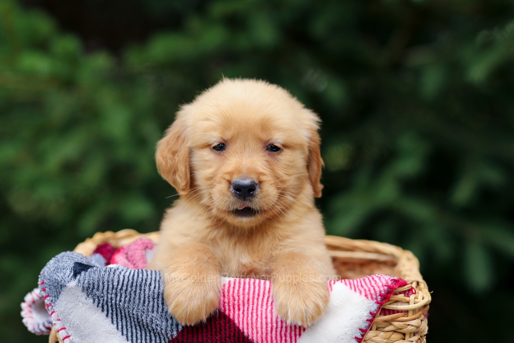 Gabby Image of Gabby, a Golden Retriever puppy