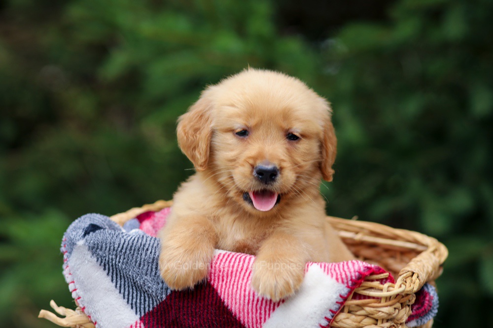 Gabby Image of Gabby, a Golden Retriever puppy