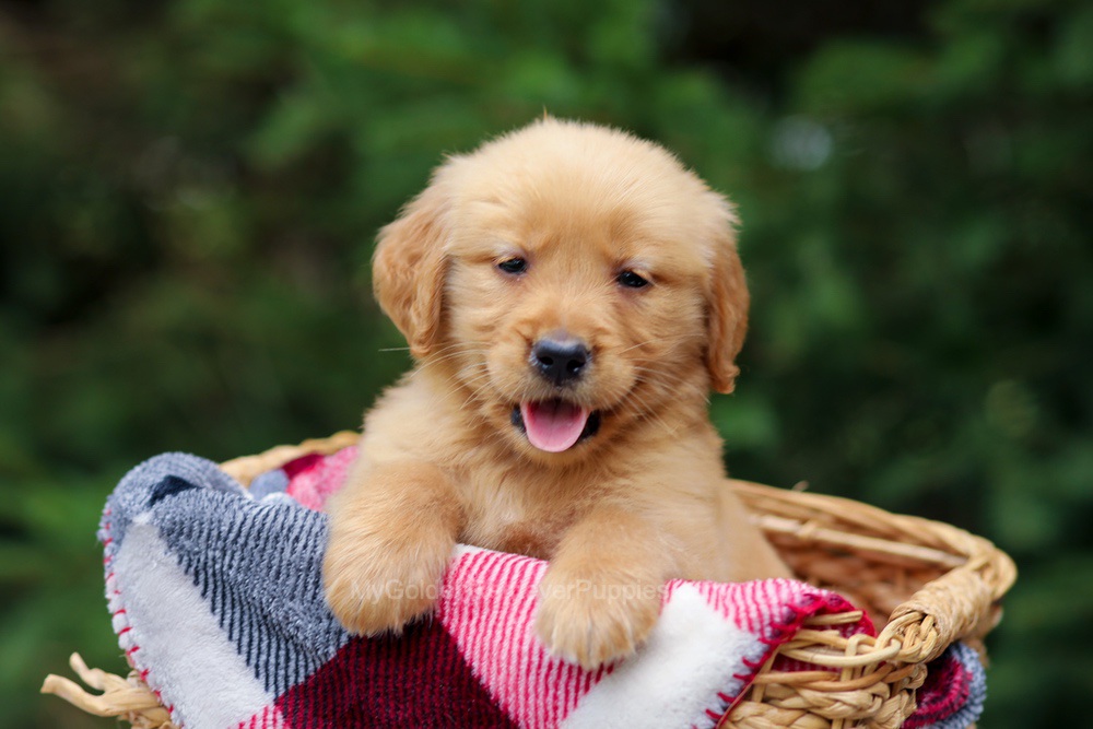 Gabby Image of Gabby, a Golden Retriever puppy