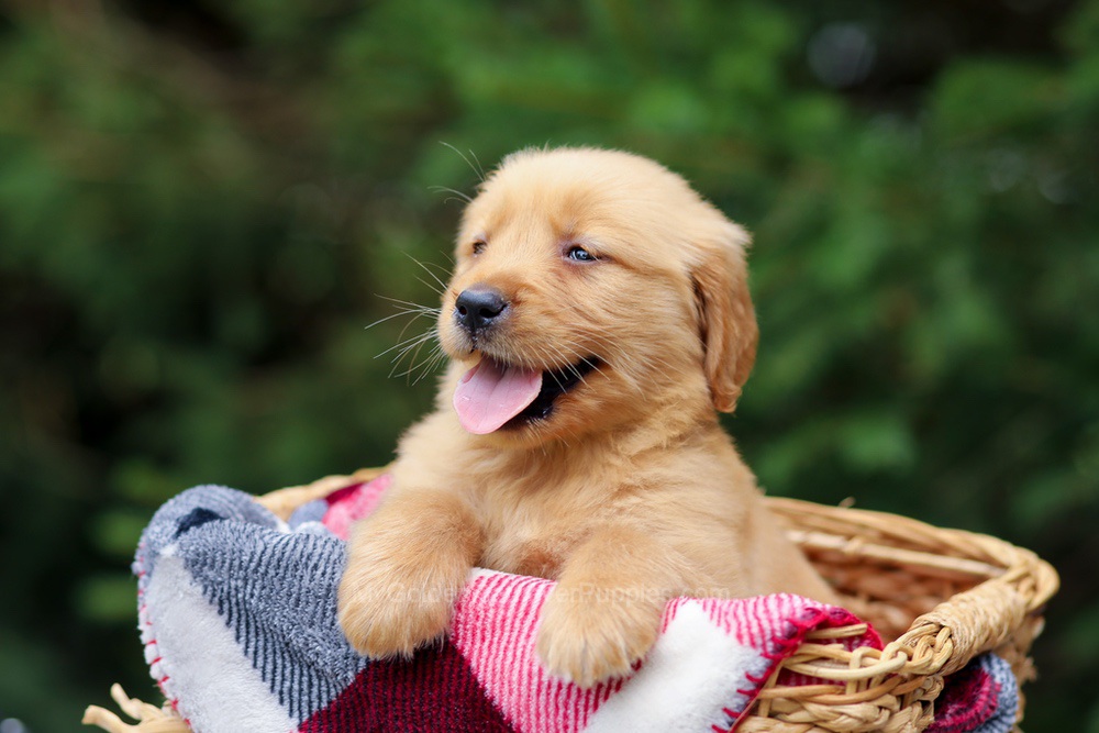 Gabby Image of Gabby, a Golden Retriever puppy