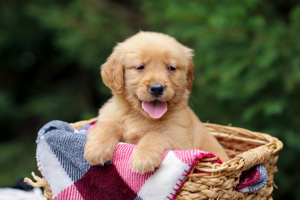 Gabby Image of Gabby, a Golden Retriever puppy