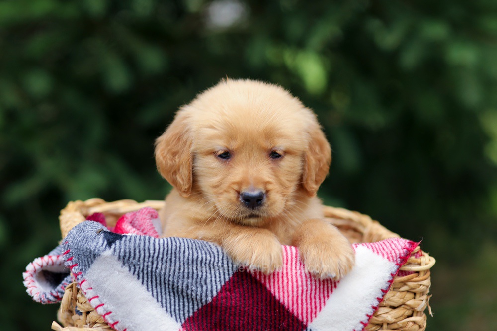 Gabby Image of Gabby, a Golden Retriever puppy