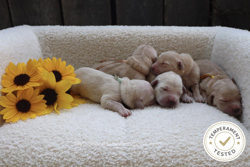 Temperament Tested 🍂 Sept 1 Image of Temperament Tested 🍂 Sept 1, a Golden Retriever puppy