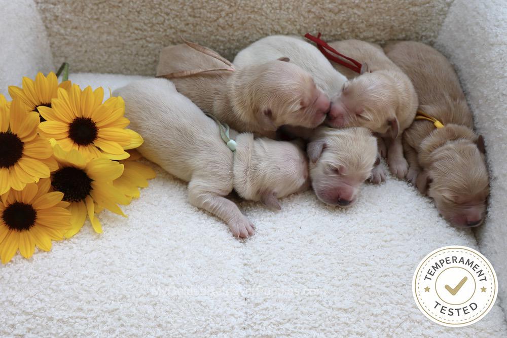 Temperament Tested 🍂 Sept 1 Image of Temperament Tested 🍂 Sept 1, a Golden Retriever puppy