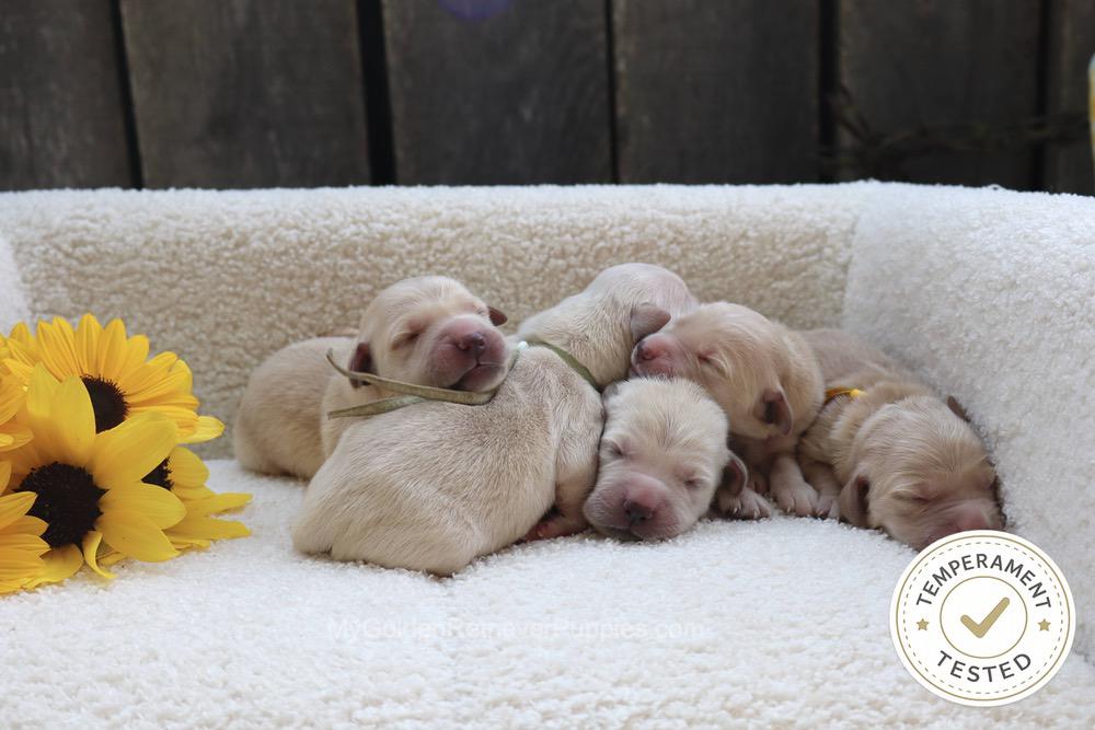 Temperament Tested 🍂 Sept 1 Image of Temperament Tested 🍂 Sept 1, a Golden Retriever puppy