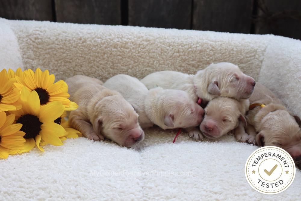 Temperament Tested 🍂 Sept 1 Image of Temperament Tested 🍂 Sept 1, a Golden Retriever puppy