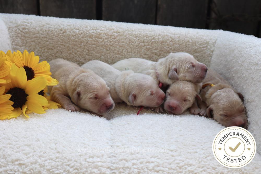 Temperament Tested 🍂 Sept 1 Image of Temperament Tested 🍂 Sept 1, a Golden Retriever puppy