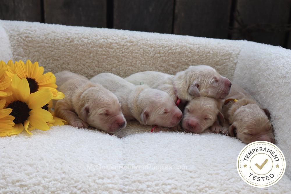Temperament Tested 🍂 Sept 1 Image of Temperament Tested 🍂 Sept 1, a Golden Retriever puppy