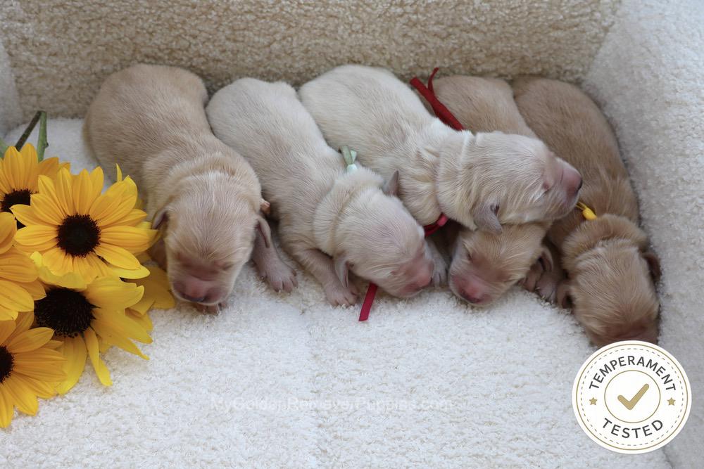 Temperament Tested 🍂 Sept 1 Image of Temperament Tested 🍂 Sept 1, a Golden Retriever puppy
