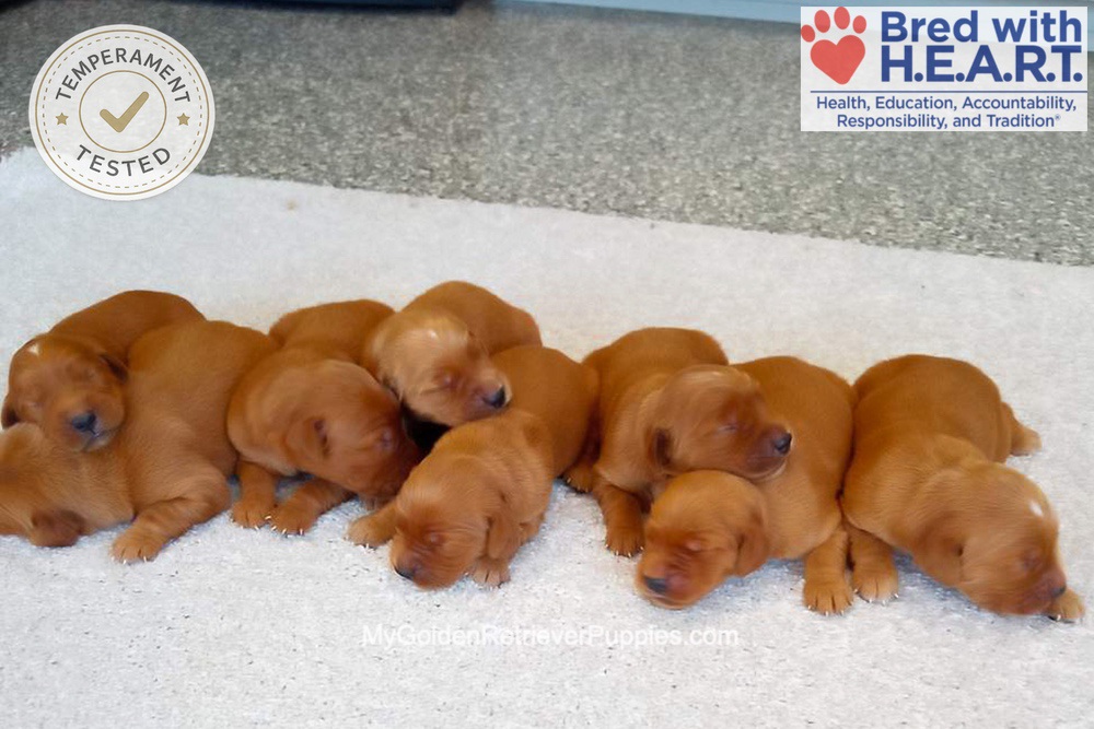 Red Golden 🤎 August 25th Image of Red Golden 🤎 August 25th, a Golden Retriever puppy