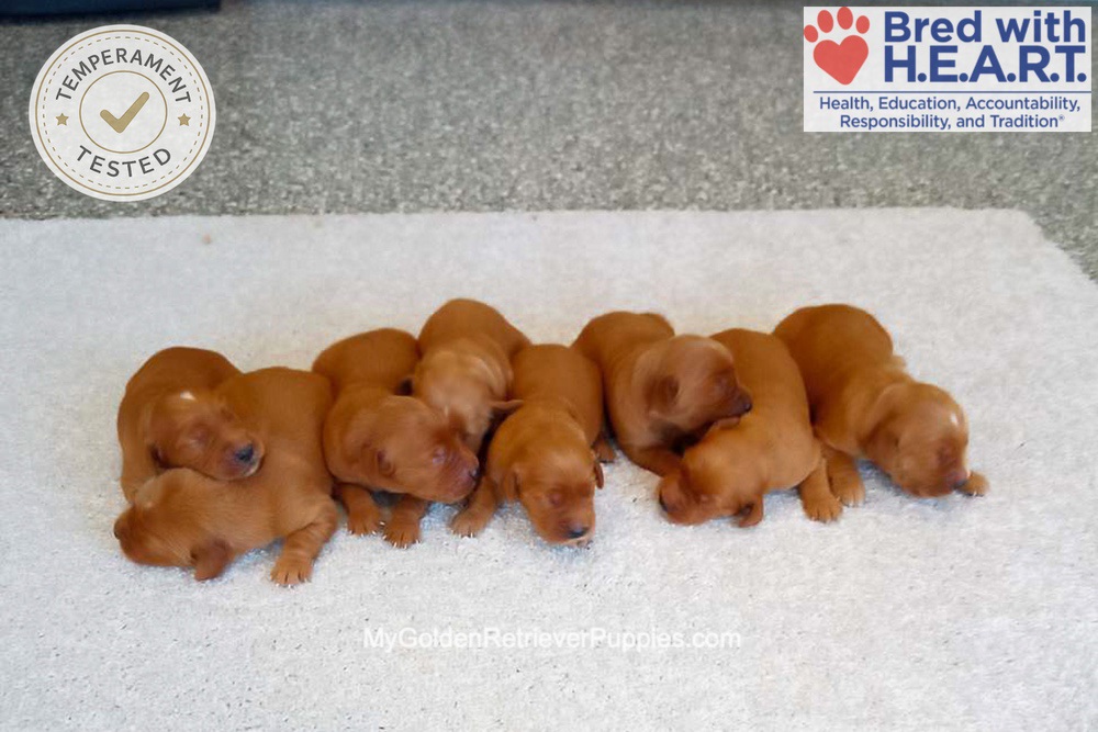 Red Golden 🤎 August 25th Image of Red Golden 🤎 August 25th, a Golden Retriever puppy