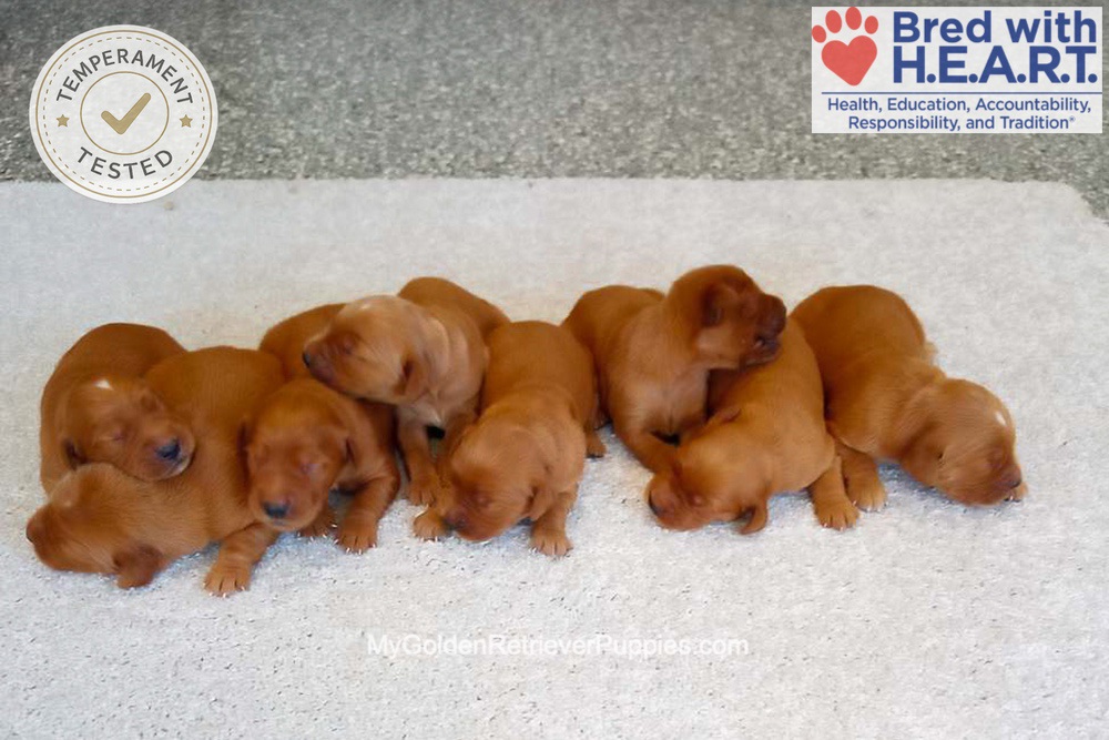 Red Golden 🤎 August 25th Image of Red Golden 🤎 August 25th, a Golden Retriever puppy