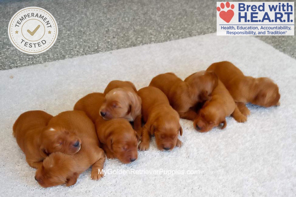 Red Golden 🤎 August 25th Image of Red Golden 🤎 August 25th, a Golden Retriever puppy
