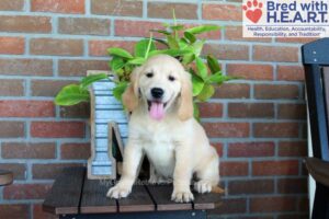 Nellie Image of Nellie, a Golden Retriever puppy
