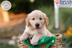 Image of Abby, a Golden Retriever puppy