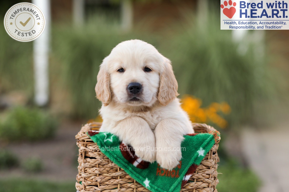 Ace Image of Ace, a Golden Retriever puppy