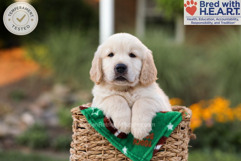 Ace Image of Ace, a Golden Retriever puppy