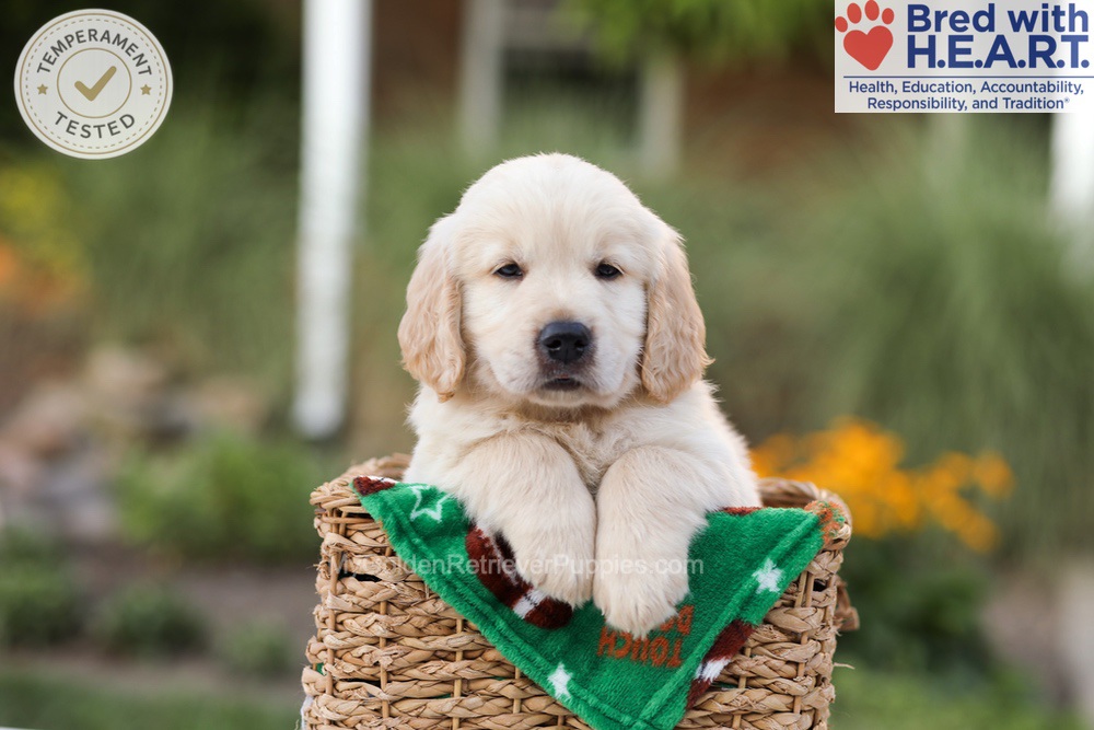 Ace Image of Ace, a Golden Retriever puppy