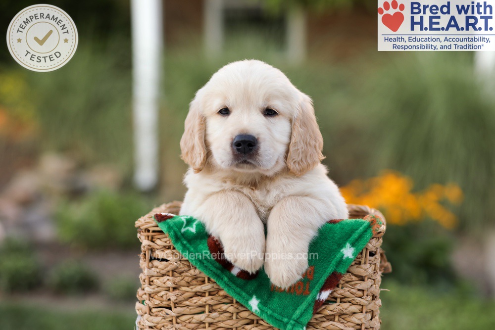 Ace Image of Ace, a Golden Retriever puppy