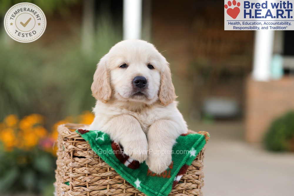 Ace Image of Ace, a Golden Retriever puppy
