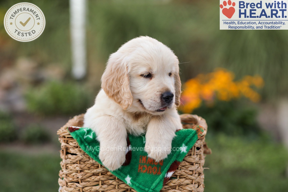 Ace Image of Ace, a Golden Retriever puppy